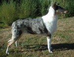 Collie Smooth - Smooth coated collie