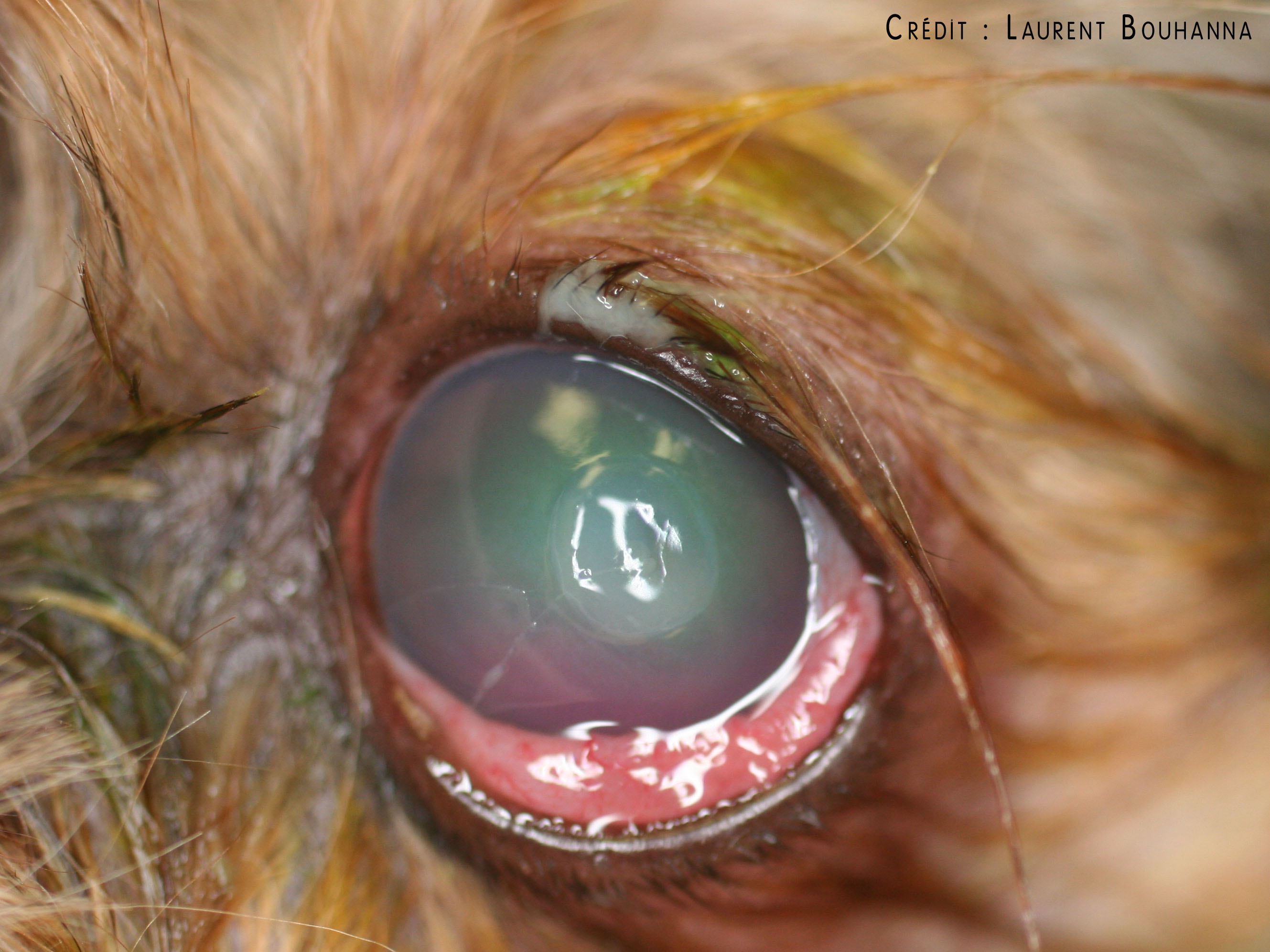 Conjonctivite et chémosis (oedème de la conjonctive) chez un chien, consécutifs à un ulcère de la cornée.