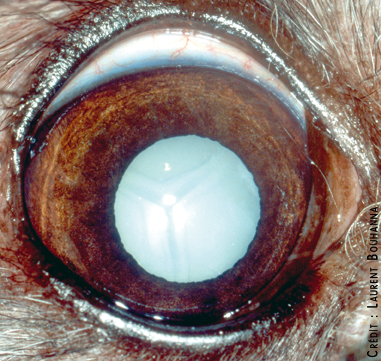 Opacification marquée du cristallin, due à une cataracte diabétique chez un chien
