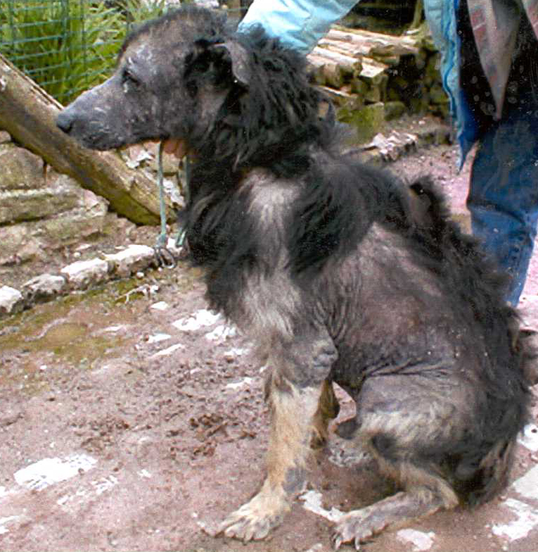 Gale sarcoptique chez un chien de chenil : les lésions sont très marquées.