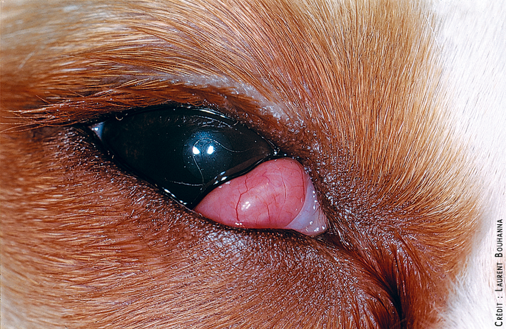 Luxation de la glande de la membrane nictitante, dénommée par les anglo-saxons "cherry eye" (oeil en cerise).
