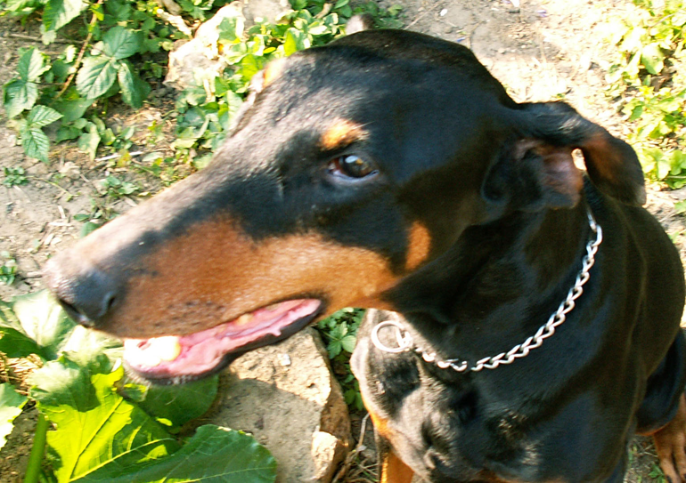 Oeil "creux" chez un chien doberman. cette aspect enfonc&eacute; est due &agrave; la forme allong&eacute;e de la t&ecirc;te