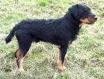 Terrier de chasse allemand