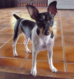 Terrier Brasileiro