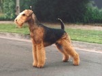 Airedale terrier