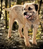 Border Terrier 