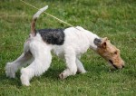 Fox terrier à poil dur