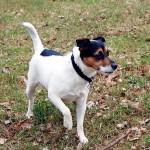 Parson Russell Terrier