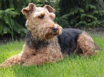 Welsh Terrier