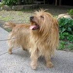 Terrier australien