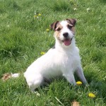 Terrier Jack Russell