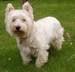 West Highland white terrier