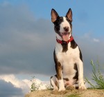 Bull terrier miniature