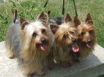 Terrier australien à poil soyeux