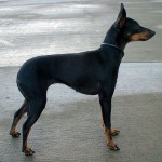 English Toy Terrier Black and Tan