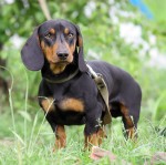 Dachshund 