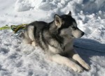 Husky de Sibérie