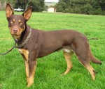 Kelpie australien