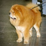 Chow Chow