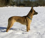 Chien de berger belge ou Belgische herdershond 