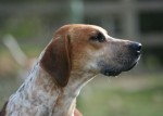 Foxhound Anglais