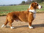 Basset de Westphalie