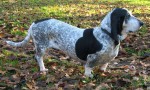 Basset bleu de Gascogne