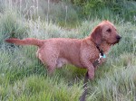 Basset fauve de Bretagne