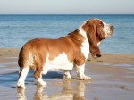 Basset Hound