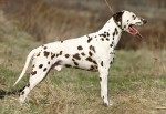 Dalmatien