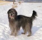 Chien de berger des Pyrénées à poil long ou Berger des Pyrénées