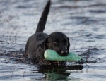 Retriever du Labrador ou Labrador retriever