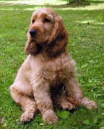 Cocker spaniel anglais