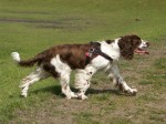 English springer spaniel