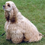 American Cocker Spaniel