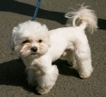 Bichon maltais