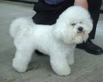 Bichon à poil frisé