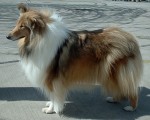 Collie Rough