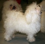 Bichon bolonais