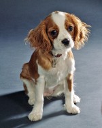 Cavalier King Charles spaniel