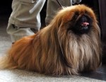 Pekingese 