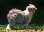 Old English Sheepdog - Bobtail