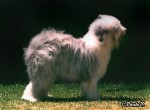 Chien de berger anglais ancestral ou Bobtail