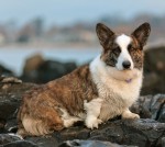 Welsh Corgi Cardigan