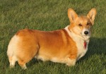 Welsh Corgi Pembroke