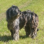 Cane da pastore Bergamasco