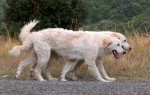 Cane da pastore Maremmano-Abruzzese 