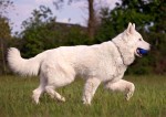 Berger blanc suisse