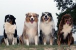 Australian Shepherd