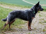 Australian Cattle Dog